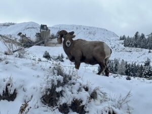 E Sheep looking head on